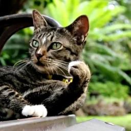 Cat Live Wallpaper icon